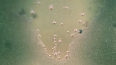 Su, yağ ve mürekkep karışımı efervesan hareket