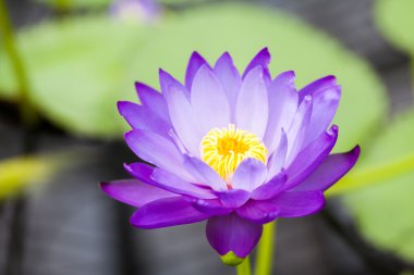 Nymphaea - Kew Gardens dan güzel nilüfer - Kew'ın kaçak yolcu blues