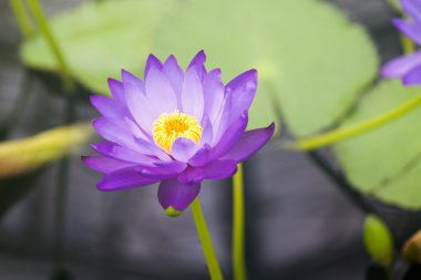 Nymphaea - Kew Gardens dan güzel nilüfer - Kew'ın kaçak yolcu blues