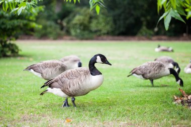 Doğal arka plan ile güzel kaz