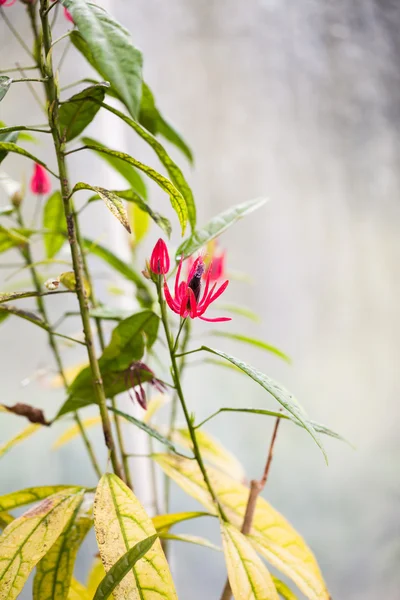 Vackra röda blommor — Stockfoto