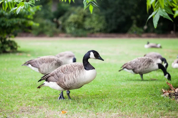 Beautiful geese with natural background — Stock Photo, Image