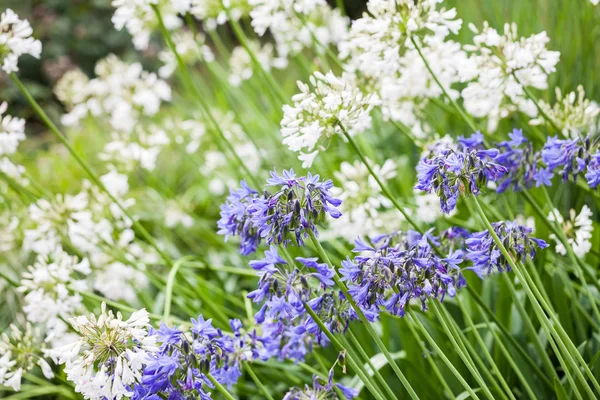 Agapanthus Campanulatus - beautiful flowers — Stock Photo, Image