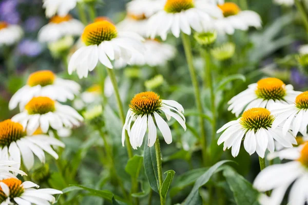 Echinacea purpurea (White Swan) — Stock Photo, Image