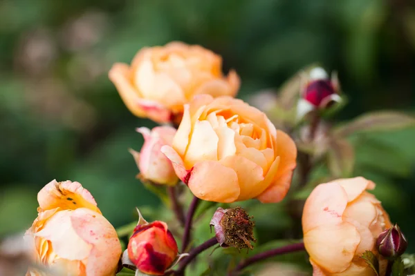 Hermosa rosa naranja —  Fotos de Stock