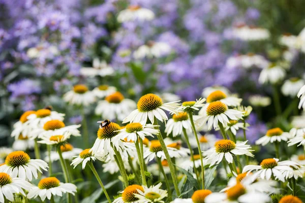 Echinacea purpurea (White Swan) — Stock Photo, Image