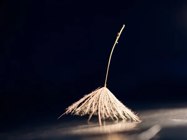 Dandelion seed with details on black background — Stock Photo, Image