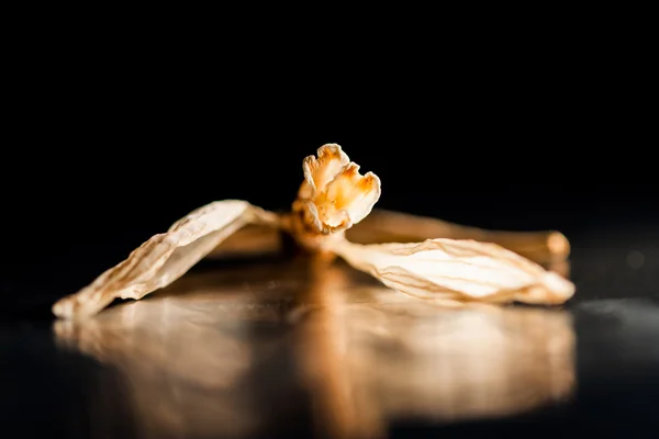 Getrocknete Blume mit dunklem Hintergrund — Stockfoto