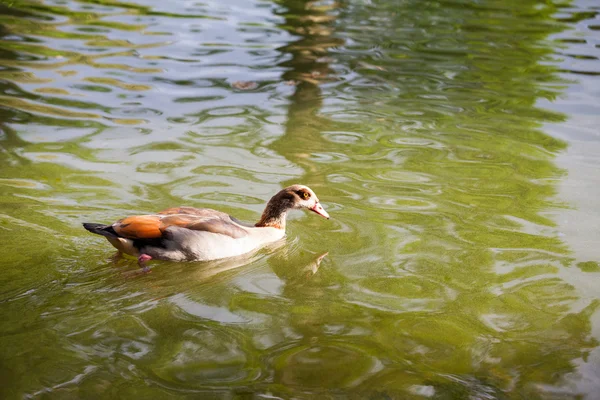 Belle anatre sull'acqua — Foto Stock