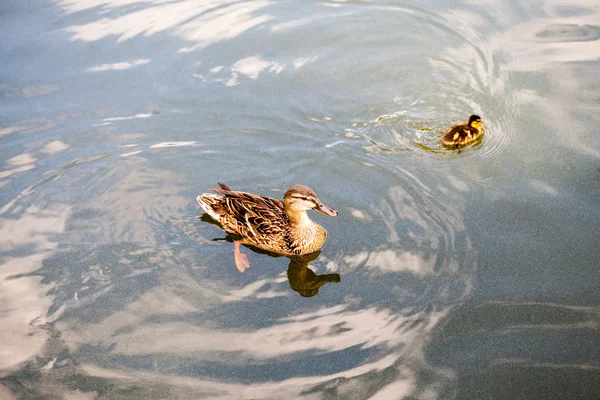 Beautiful ducks on the water — Stock Photo, Image