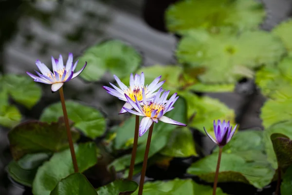 Nymphaea Rhonda Kay, casa nenúfar, Royal Kew Gardens — Foto de Stock