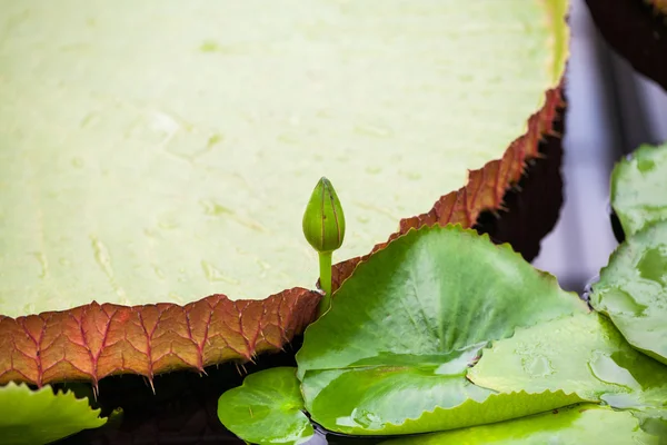 Piękny, różowy nenufar od ogrodów botanicznych w Kew — Zdjęcie stockowe