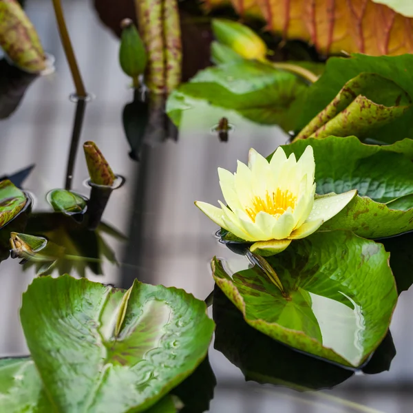 Nymphaea odorata, Waterlily House, Royal Kew Gardens —  Fotos de Stock