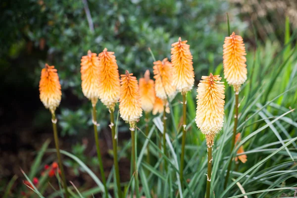 Kniphofia triangularis (νάνος κόκκινο καυτό πόκερ) — Φωτογραφία Αρχείου