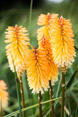 Kniphofia triangularis (cüce kırmızı sıcak Poker) - güzel çiçekler