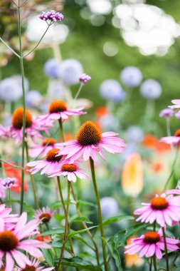 Güzel Ekinezya çiçekler