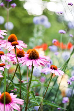 Güzel Ekinezya çiçekler