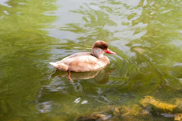 Beautiful ducks in nature — Stock Photo, Image