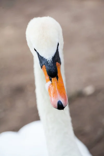 White swan portrait — Stock Photo, Image