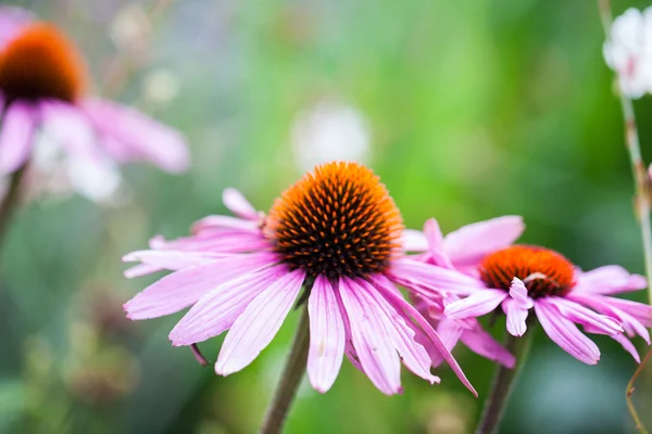 Красиві квіти Ехінацея — стокове фото