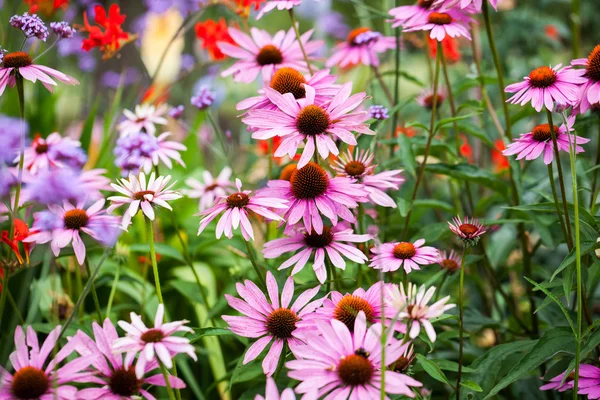 Красиві квіти Ехінацея — стокове фото
