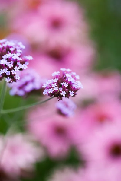 Verbena bonariensis - beautiful flowers — Stock Photo, Image