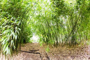 Bambu bitki Kraliyet Kew Gardens, Londra ayrıntıları ile