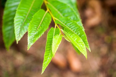 Castanea crenata (Japon kestane)