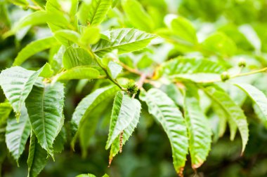 Castanea crenata (Japon kestane)