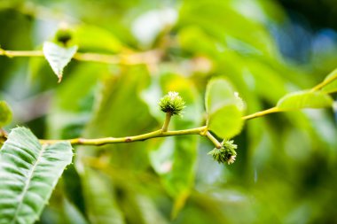 Castanea crenata (Japon kestane)