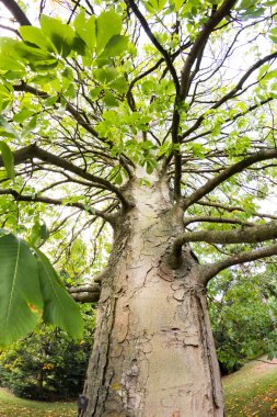 Castanea crenata (Japon kestane)