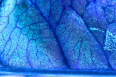 Codiaeum yaprakları güzel damar ve detaylar - ters renkler ile