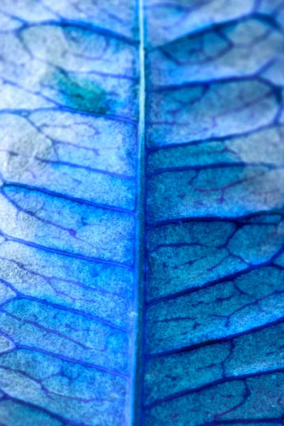 Codiaeum leaves with beautiful vein and details - inverted colors — Stock Photo, Image