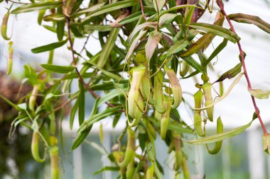 Ayrıntıları ile Carnivourous bitki