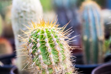 Küçük kaktüs bitkileri