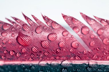 Damla su renkli tavuk tüyü ile soyut kompozisyon