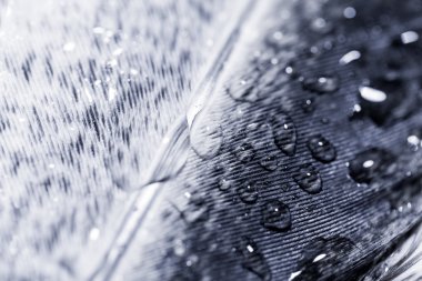 Damla su renkli tavuk tüyü ile soyut kompozisyon