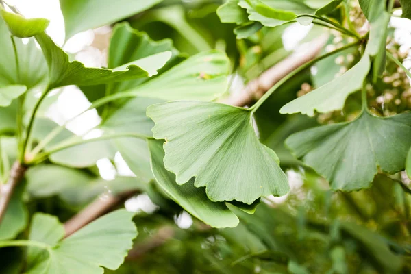 Gingko Biloba Tree Leaves Details — Stock Photo, Image