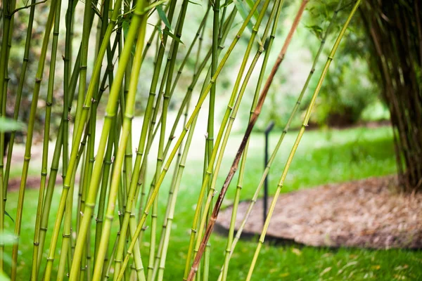 Bamboo plants with details in Royal Kew Gardens, London