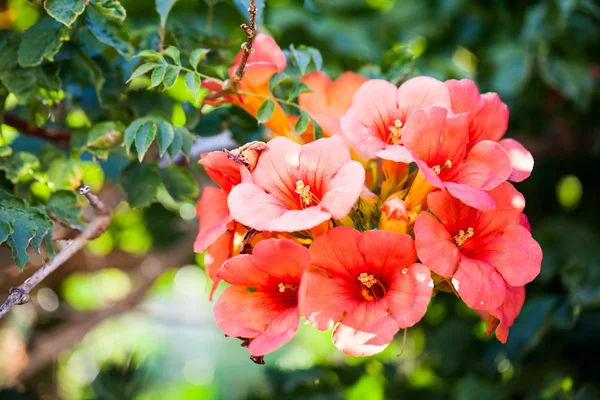 Campsis radicans - növényi-virággal — Stock Fotó