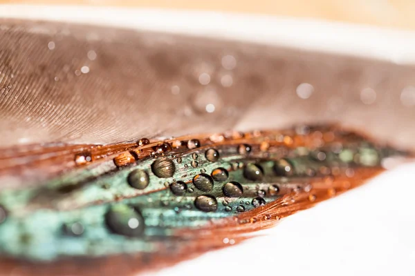 Streszczenie skład z kolorowy kurze piórko z wody spadnie — Zdjęcie stockowe