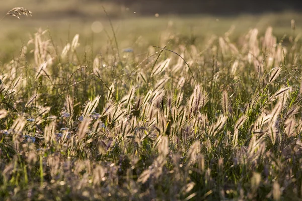 Green and yellow ears isolated on green, natural background with sunset light — Stock Photo, Image