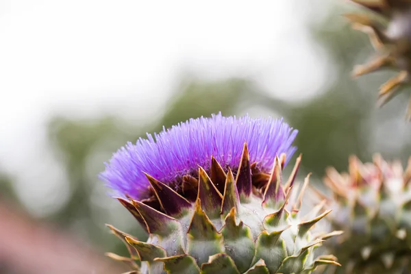 Silybum Marianum - растение и цветы — стоковое фото