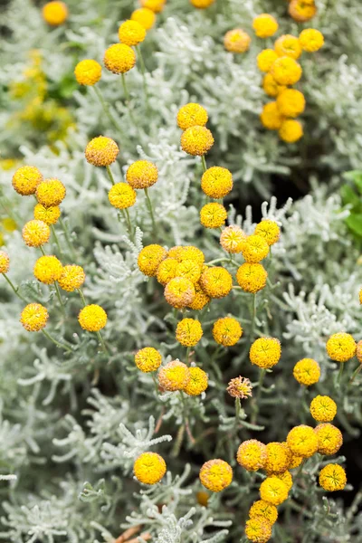 Wild, yellow flowers and buds with natural background — Stock Photo, Image