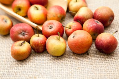 Küçük, Kırmızı elma ile çuval bezi doku içinde belgili tanımlık geçmiş