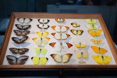 23. 07. 2015 Londra, İngiltere, Doğal Tarih Müzesi - Alfred Russel Wallace tarafından co - keşfeden bir kez sahip böcekler tarafından doğal seleksiyon ile Charles Darwin evrim teorisi