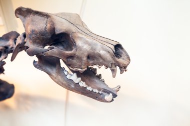 23. 07. 2015 Londra, İngiltere, Doğal Tarih Müzesi - Exctinct memeli iskelet