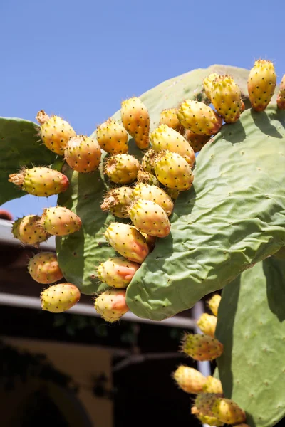 在炎热的夏日水果仙人掌植物 — 图库照片