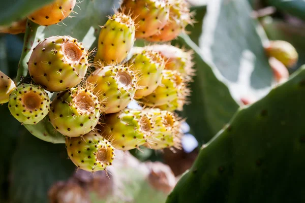 Kaktusová rostlina s plody v horkém letním dni — Stock fotografie