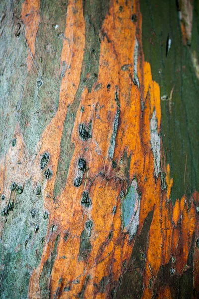 Eukalyptus parvifolia (malé Hlávková gum) - stromové kůry podrobnosti — Stock fotografie
